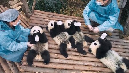 IMAX Pandas
